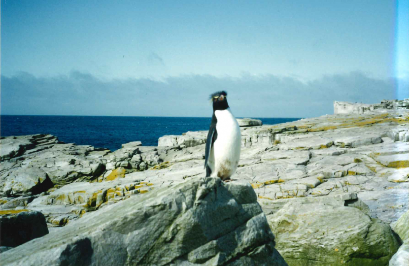 An iconic rockhopper penguin photographed by Neil in 1992.